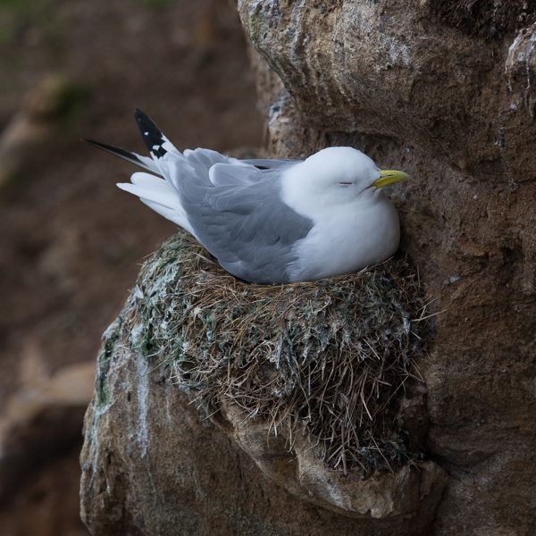 Pikkukajava, Black-legged Kittiwake, Rissa tridactyla