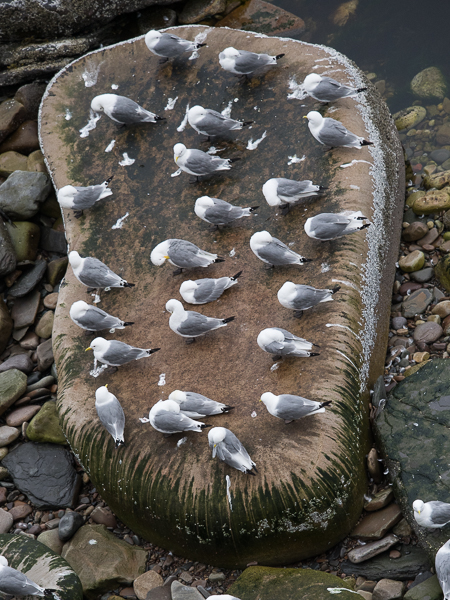 Pikkukajava, Black-legged Kittiwake, Rissa tridactyla