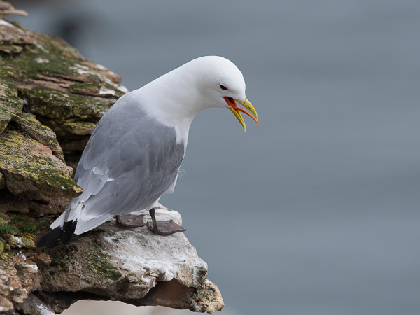 Pikkukajava, Black-legged Kittiwake, Rissa tridactyla