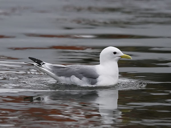 Pikkukajava, Black-legged Kittiwake, Rissa tridactyla