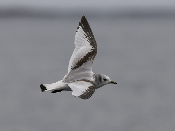 Pikkukajava, Black-legged Kittiwake, Rissa tridactyla