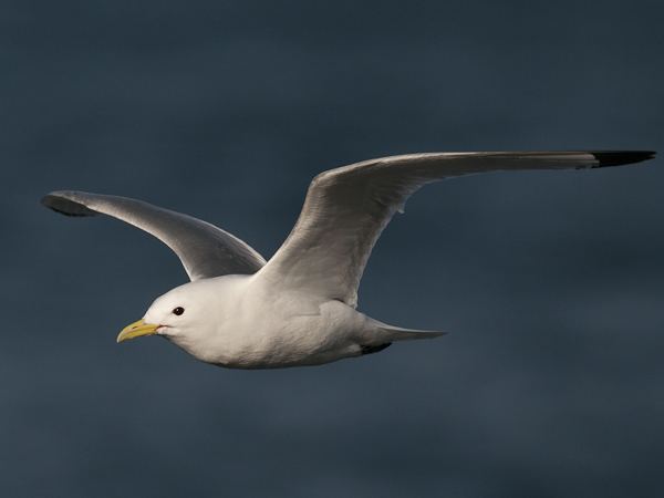 Pikkukajava, Black-legged Kittiwake, Rissa tridactyla