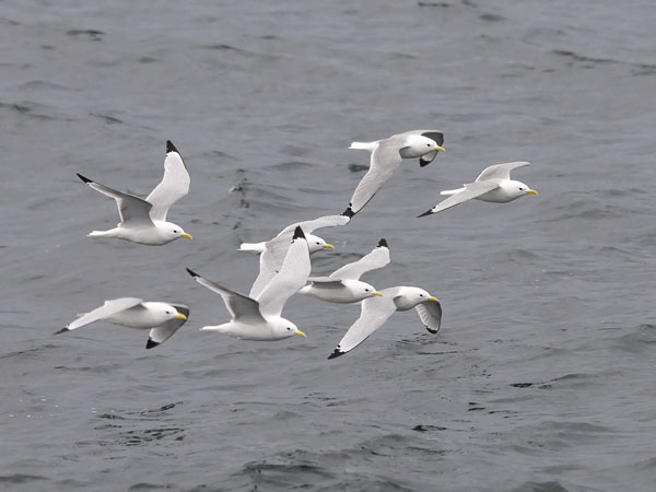 Pikkukajava, Black-legged Kittiwake, Rissa tridactyla