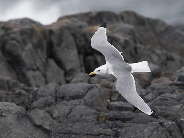 Pikkukajava, Black-legged Kittiwake, Rissa tridactyla