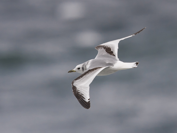 Pikkukajava, Black-legged Kittiwake, Rissa tridactyla