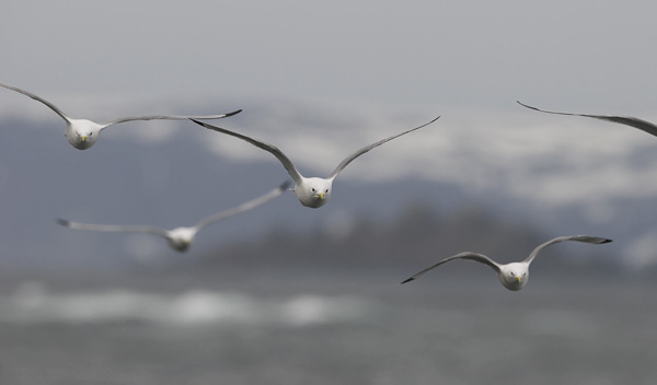 Pikkukajava, Black-legged Kittiwake, Rissa tridactyla
