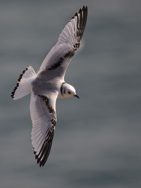 Pikkukajava, Black-legged Kittiwake, Rissa tridactyla
