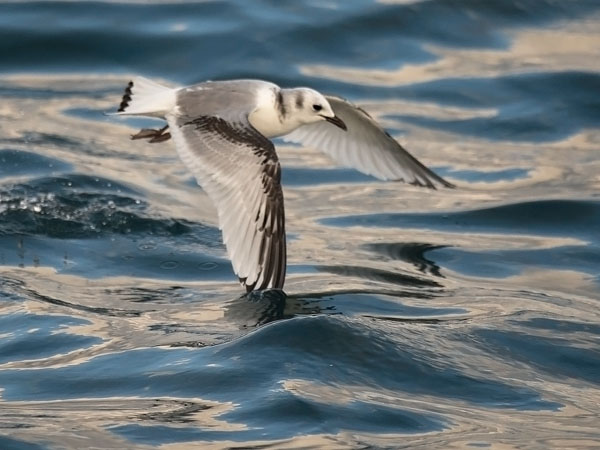 Pikkukajava, Black-legged Kittiwake, Rissa tridactyla