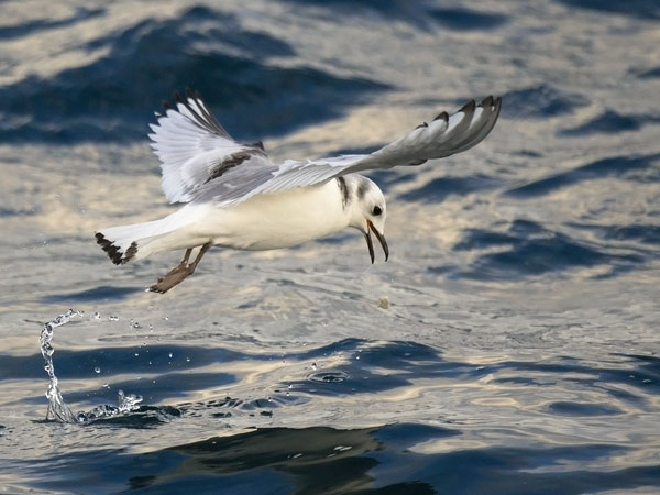 Pikkukajava, Black-legged Kittiwake, Rissa tridactyla