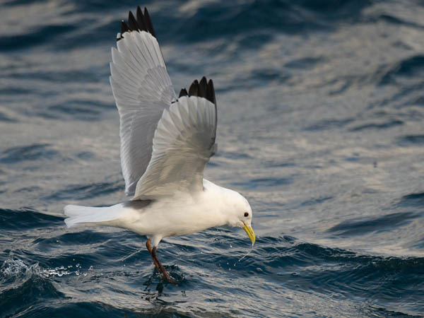 Pikkukajava, Black-legged Kittiwake, Rissa tridactyla