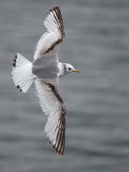 Pikkukajava, Black-legged Kittiwake, Rissa tridactyla