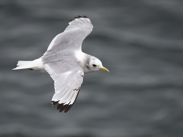 Pikkukajava, Black-legged Kittiwake, Rissa tridactyla