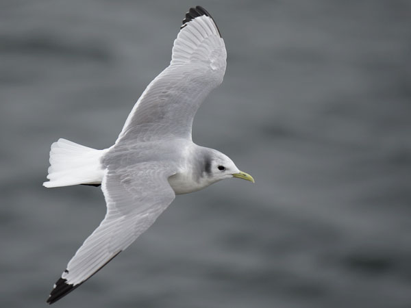 Pikkukajava, Black-legged Kittiwake, Rissa tridactyla