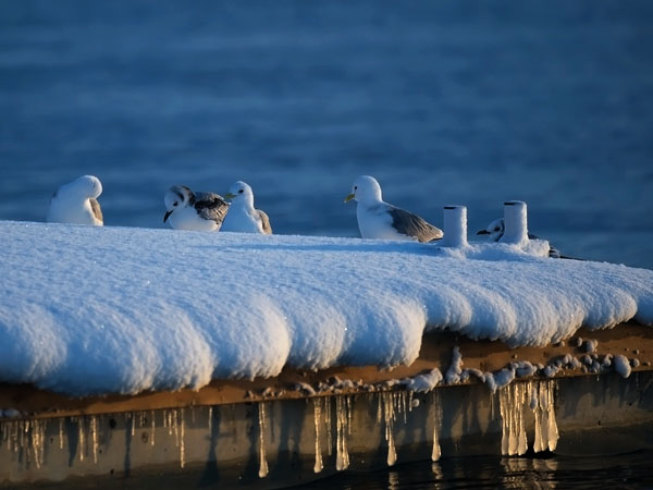 Pikkukajava, Black-legged Kittiwake, Rissa tridactyla