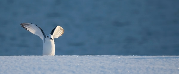 Pikkukajava, Black-legged Kittiwake, Rissa tridactyla