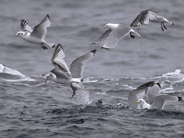 Pikkukajava, Black-legged Kittiwake, Rissa tridactyla