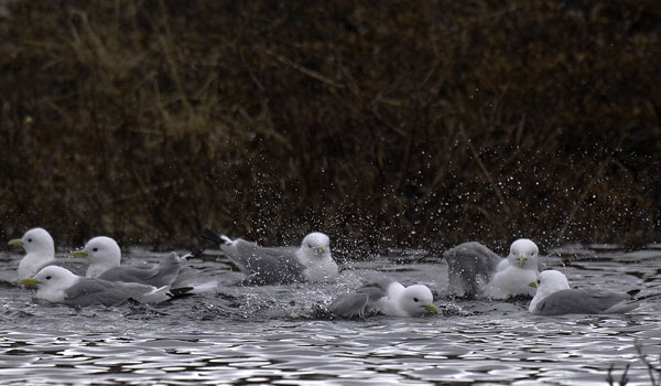 Pikkukajava, Black-legged Kittiwake, Rissa tridactyla