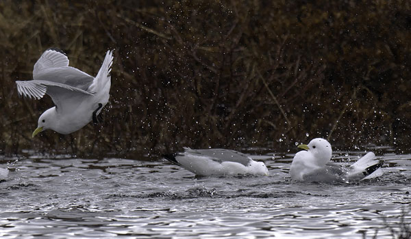 Pikkukajava, Black-legged Kittiwake, Rissa tridactyla