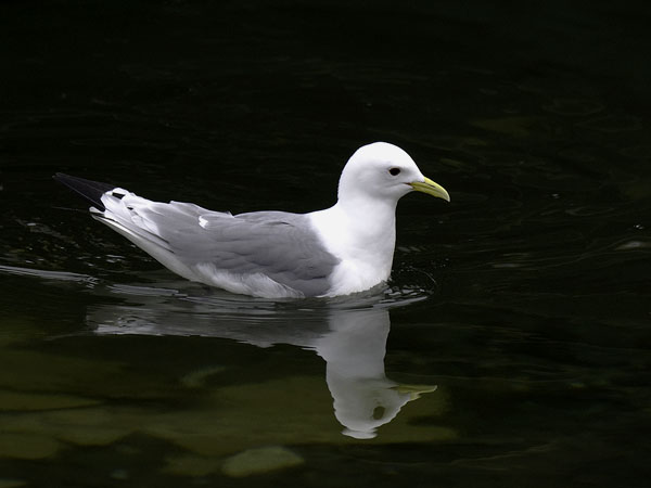 Pikkukajava, Black-legged Kittiwake, Rissa tridactyla