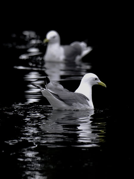 Pikkukajava, Black-legged Kittiwake, Rissa tridactyla