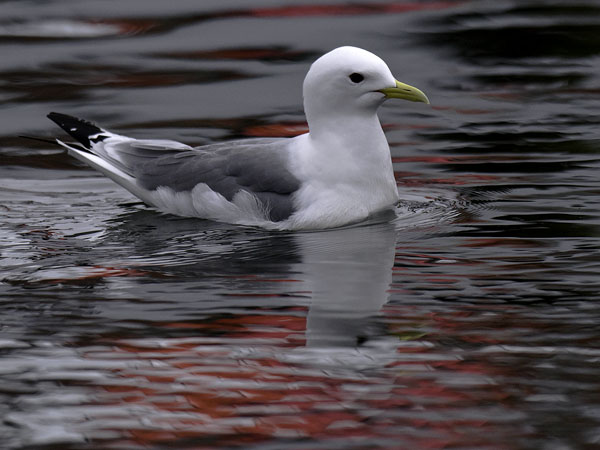 Pikkukajava, Black-legged Kittiwake, Rissa tridactyla
