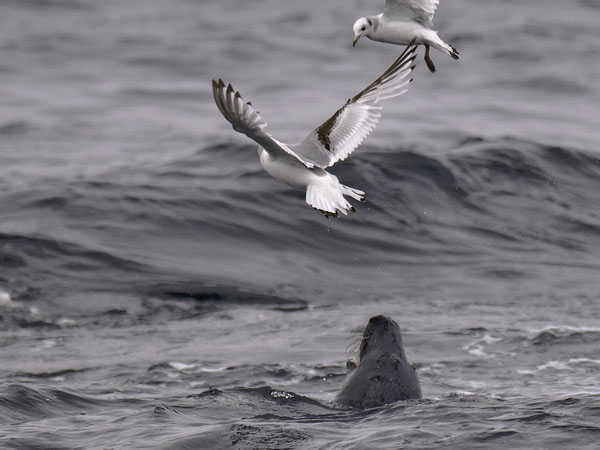 Pikkukajava, Black-legged Kittiwake, Rissa tridactyla