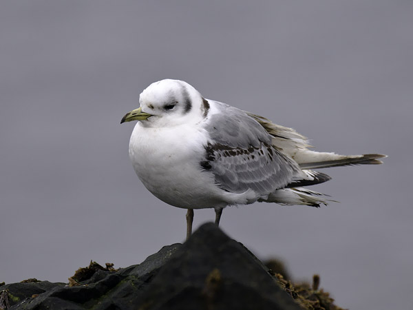 Pikkukajava, Black-legged Kittiwake, Rissa tridactyla