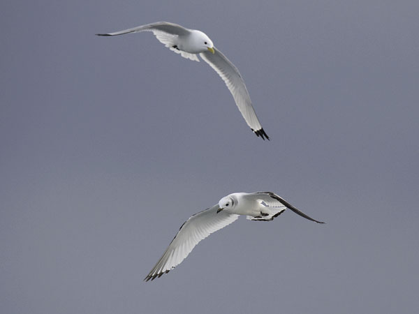 Pikkukajava, Black-legged Kittiwake, Rissa tridactyla
