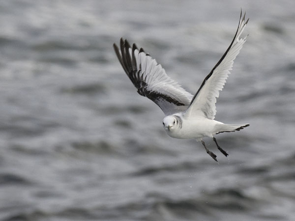 Pikkukajava, Black-legged Kittiwake, Rissa tridactyla