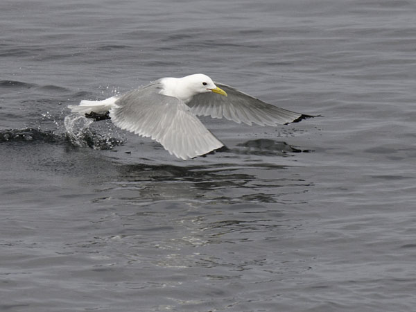 Pikkukajava, Black-legged Kittiwake, Rissa tridactyla