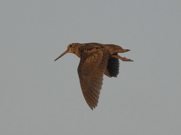 Lehtokurppa, Eurasian Woodcock, Scolopax rusticola