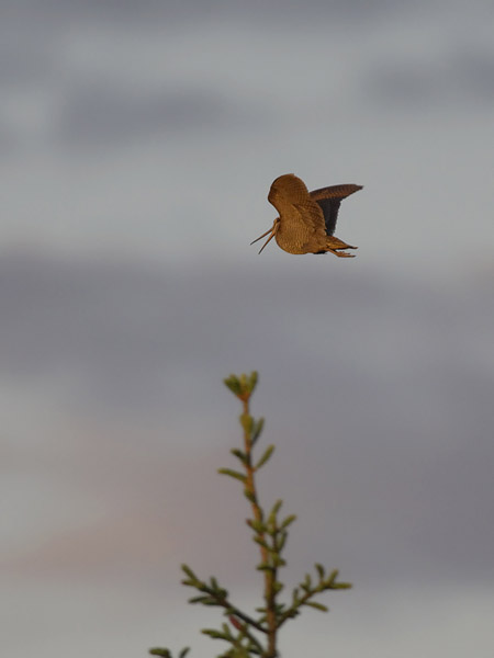 Lehtokurppa, Eurasian Woodcock, Scolopax rusticola