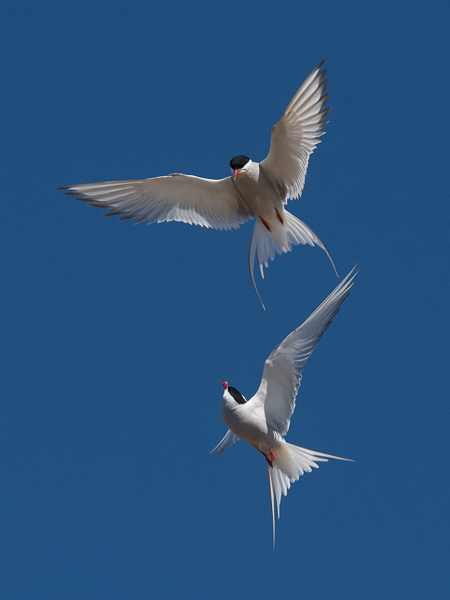 Lapintiira, Arctic Tern, Sterna paradisaea