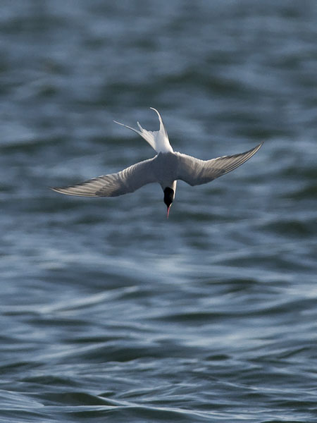 Lapintiira, Arctic Tern, Sterna paradisaea