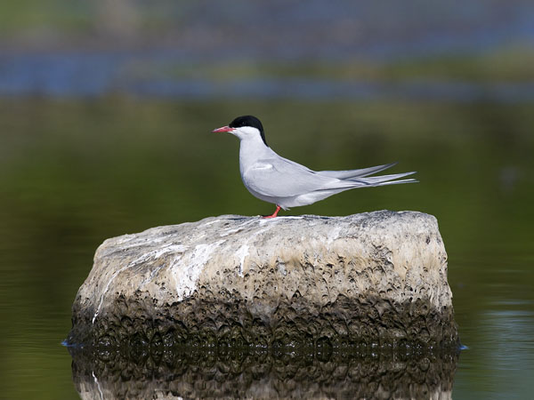Lapintiira, Arctic Tern, Sterna paradisaea