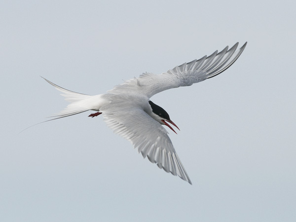 Lapintiira, Arctic Tern, Sterna paradisaea