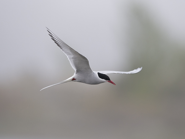 Lapintiira, Arctic Tern, Sterna paradisaea