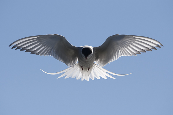 Lapintiira, Arctic Tern, Sterna paradisaea