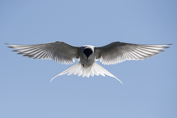 Lapintiira, Arctic Tern, Sterna paradisaea