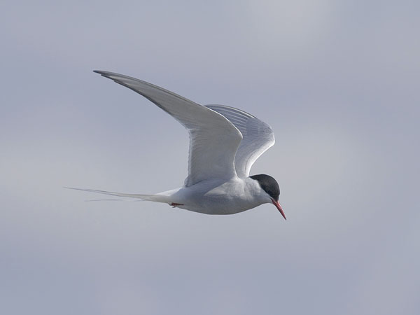 Lapintiira, Arctic Tern, Sterna paradisaea