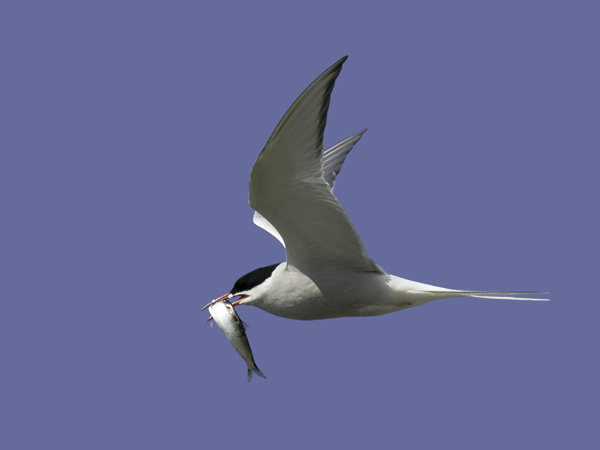 Lapintiira, Arctic Tern, Sterna paradisaea
