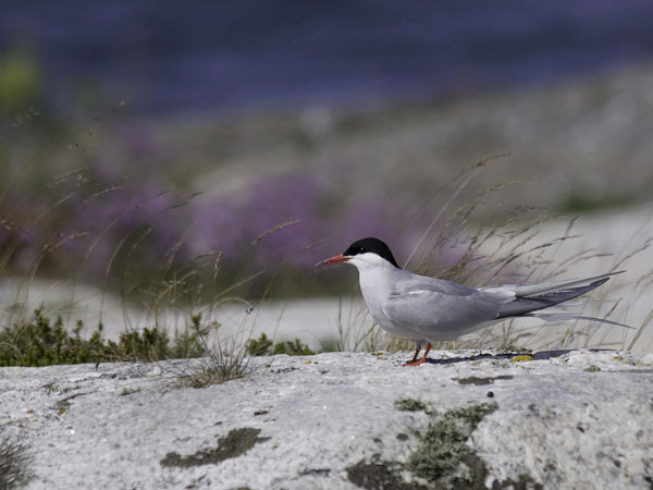 Lapintiira, Arctic Tern, Sterna paradisaea