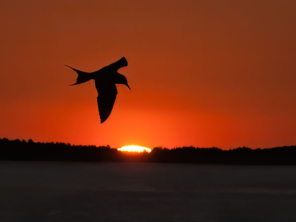 Lapintiira, Arctic Tern, Sterna paradisaea