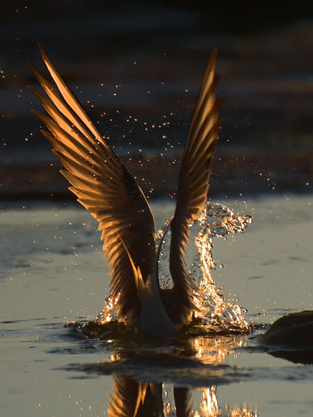 Lapintiira, Arctic Tern, Sterna paradisaea