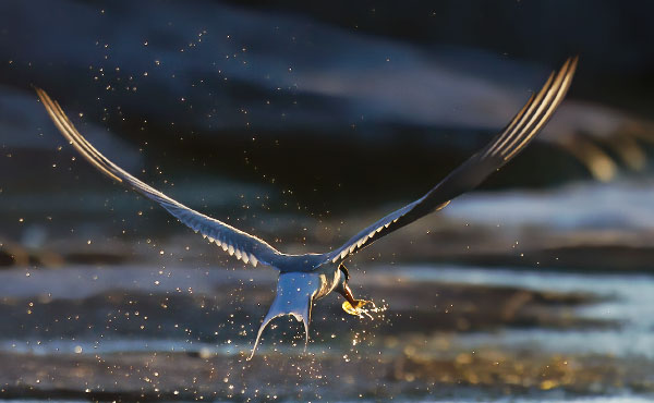 Lapintiira, Arctic Tern, Sterna paradisaea