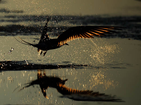 Lapintiira, Arctic Tern, Sterna paradisaea