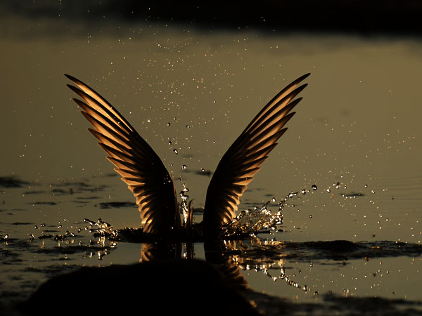 Lapintiira, Arctic Tern, Sterna paradisaea