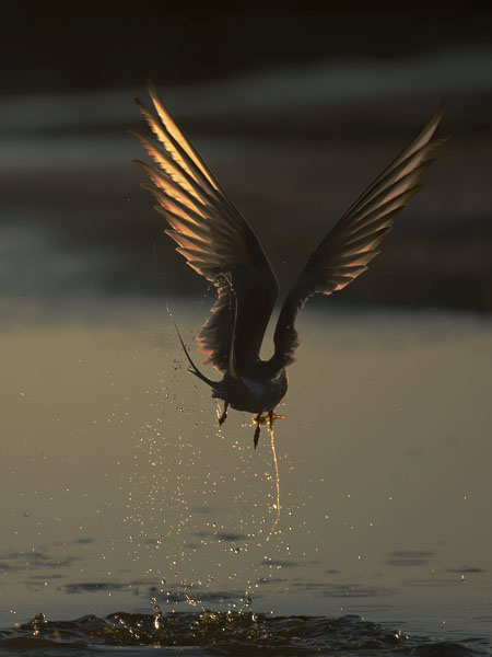 Lapintiira, Arctic Tern, Sterna paradisaea