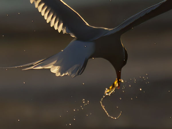 Lapintiira, Arctic Tern, Sterna paradisaea