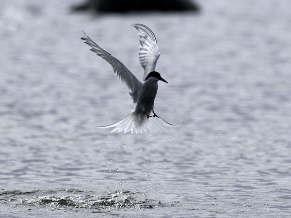 Lapintiira, Arctic Tern, Sterna paradisaea